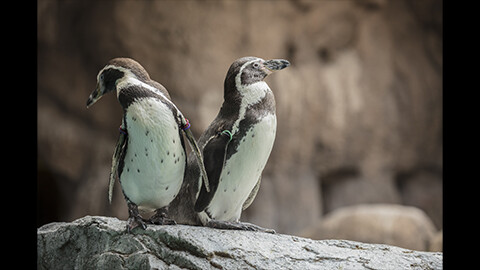 一度は行きたい水族館 長崎ペンギン水族館
